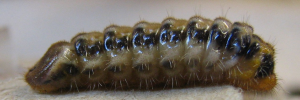 Deudorix epirus agimar - Final Larvae